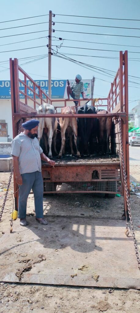 ਸੜਕਾਂ 'ਤੇ ਘੁੰਮਦੇ ਬੇਸਹਾਰਾ ਪਸ਼ੂਆਂ ਨੂੰ ਫੜਕੇ ਗਊਸ਼ਾਲਾਵਾਂ 'ਚ ਪਹੁੰਚਾਉਣ ਦਾ ਕੰਮ ਤੇਜੀ ਨਾਲ ਜਾਰੀ