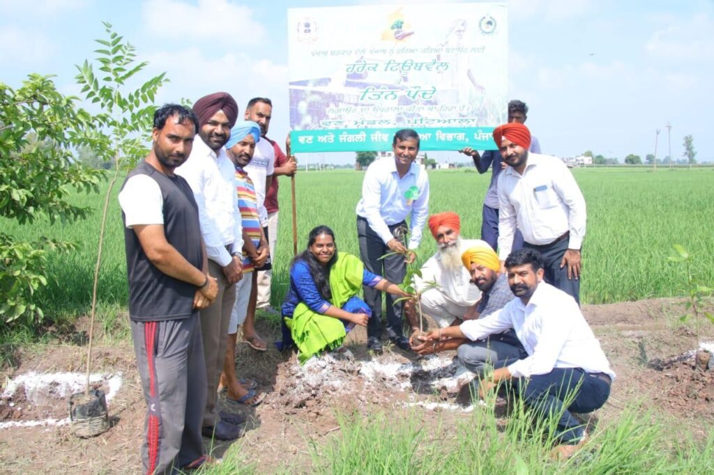 ਪਟਿਆਲਾ ਵਣ ਮੰਡਲ ਅਧੀਨ ਆਉਂਦੇ 30 ਹਜ਼ਾਰ ਟਿਊਬਵੈੱਲਾਂ 'ਤੇ 90 ਹਜ਼ਾਰ ਬੂਟੇ ਲਗਾਏ