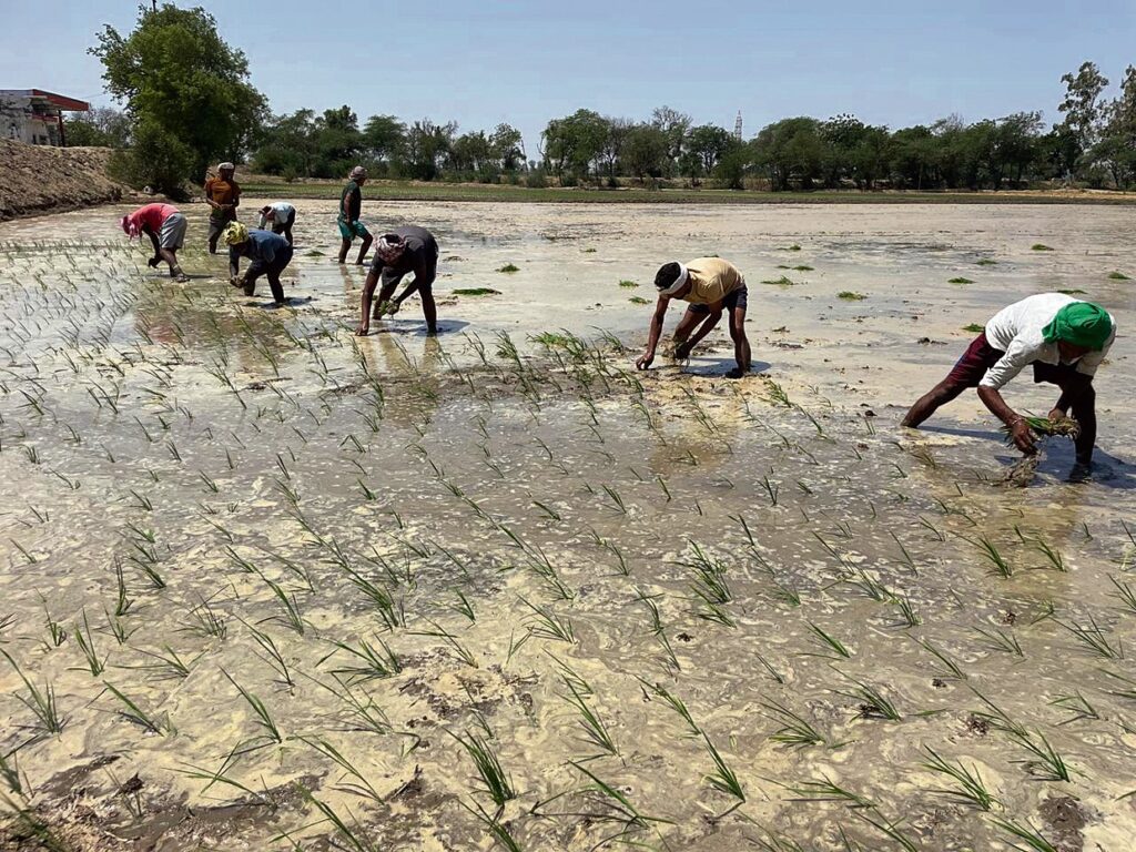 ਪੰਜਾਬ ਵਿੱਚ ਝੋਨੇ ਦੀ ਲੁਆਈ ਦਾ ਕੰਮ ਹੋਇਆ ਸ਼ੁਰੂ