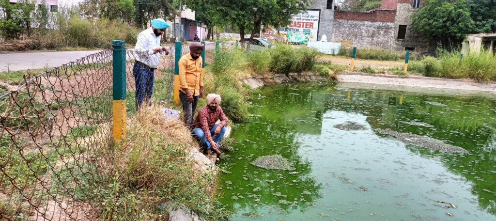 ਸਿਹਤ ਕੇਂਦਰ ਕੌਲੀ ਵੱਲੋਂ ਮਲੇਰੀਆ ਮੱਛਰਾਂ ਦੇ ਲਾਰਵੇ ਦੇ ਖਾਤਮੇ ਲਈ ਛੱਪੜਾਂ ਵਿਚ ਛੱਡੀਆਂ ਗੰਬੂਜੀਆਂ ਮੱਛੀਆਂ