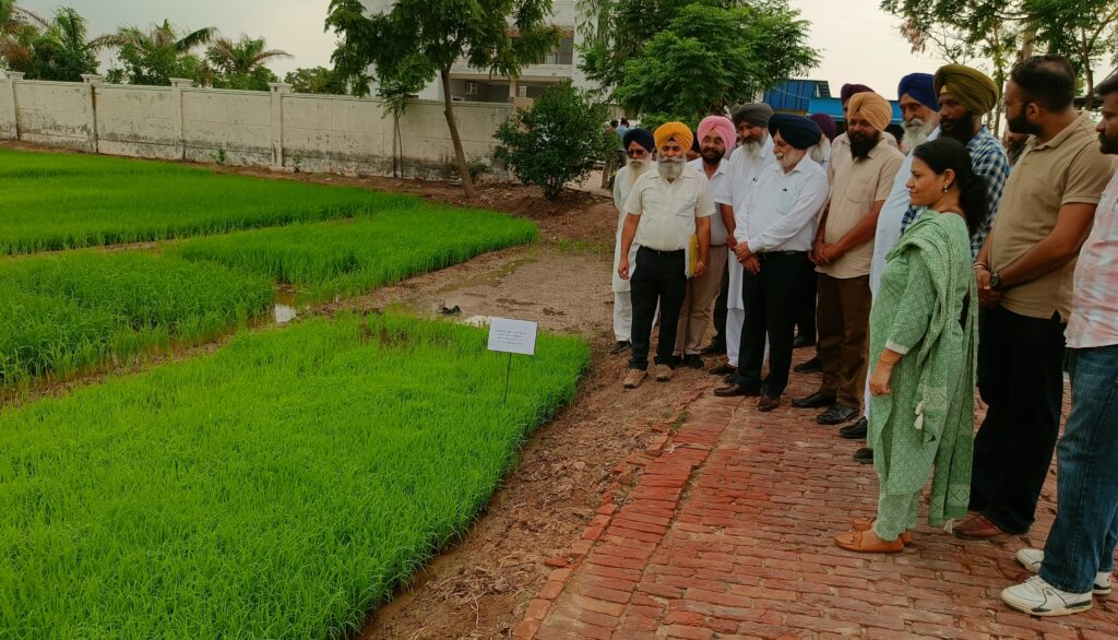 ਖੇਤੀਬਾੜੀ ਯੂਨੀਵਰਸਿਟੀ ਲੁਧਿਆਣਾ ਦੇ ਵਾਈਸ ਚਾਂਸਲਰ ਨੇ ਪਿੰਡ ਮਰਦਾਂਪੁਰ 'ਚ ਪਹੁੰਚ ਕੇ ਝੋਨੇ ਦੀ ਪਨੀਰੀ 126 ਦਾ ਲਿਆ ਜਾਇਜ਼ਾ