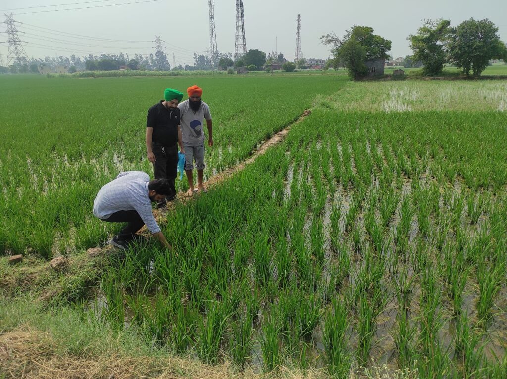 ਝੋਨੇ ਦੇ ਬੂਟਿਆਂ ਦੇ ਮਧਰੇਪਣ ਤੋਂ ਸੁਚੇਤ ਰਹਿਣ ਦੀ ਲੋੜ