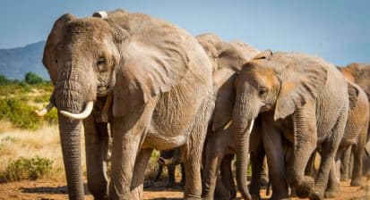 ਬੰਧਵਗੜ੍ਹ ਟਾਈਗਰ ਰਿਜ਼ਰਵ ਵਿੱਚ 4 ਜੰਗਲੀ ਹਾਥੀਆਂ ਦੀ ਮੌਤ ਤੇ 5 ਗੰਭੀਰ ਰੂਪ ਵਿੱਚ ਹਨ ਬੀਮਾਰ