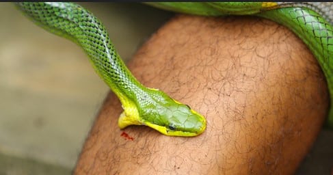 ਚੱਕਰਵਾਤੀ ਤੂਫਾਨ ‘ਦਾਨਾ’ ਦੌਰਾਨ ਸੱਪ ਦੇ ਡੰਗਣ ਕਾਰਨ 13 ਔਰਤਾਂ ਅਤੇ ਇਕ ਡਾਕਟਰ ਸਮੇਤ 28 ਲੋਕਾਂ ਨੂੰ ਹਸਪਤਾਲ ‘ਚ ਭਰਤੀ ਕਰਵਾਇਆ ਗਿਆ ਹੈ : ਮੁੱਖ ਮੰਤਰੀ