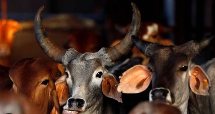 ਵਧੀਕ ਜ਼ਿਲ੍ਹਾ ਮੈਜਿਸਟਰੇਟ ਵੱਲੋਂ ਗਊ ਹੱਤਿਆ, ਸਮੱਗਲਿੰਗ ਅਤੇ ਗਊਧਨ 'ਤੇ ਅੱਤਿਆਚਾਰ ਕਰਨ 'ਤੇ ਪਾਬੰਦੀ ਹੁਕਮ ਜਾਰੀ