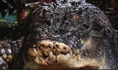 ਆਸਟਰੇਲੀਆ ਵਿਚ ਦੁਨੀਆ ਦੇ ਸੱਭ ਤੋਂ ਵੱਡੇ ਕੈਦੀ ਮਗਰਮੱਛ ਦੀ ਹੋਈ ਮੌਤ