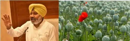 Cheema Opium