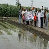 mechanical paddy transplanting