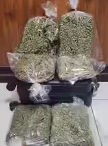 ganja