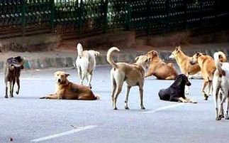 dogs