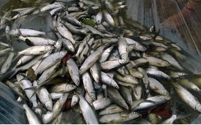 fish